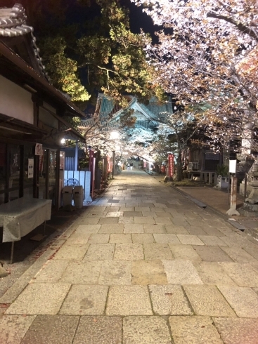 「紀三井寺の桜が見頃です！」