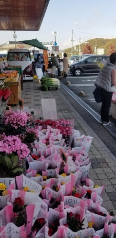 「本日は塩町で店頭販売してます」