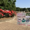 【電車&新幹線好きと「伊奈町バラまつり」を楽しむ】鉄道博物館とのコラボスタンプラリーをやってみた!