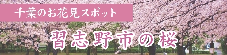 習志野でお花見するならここ！　習志野市の桜情報【2024年】