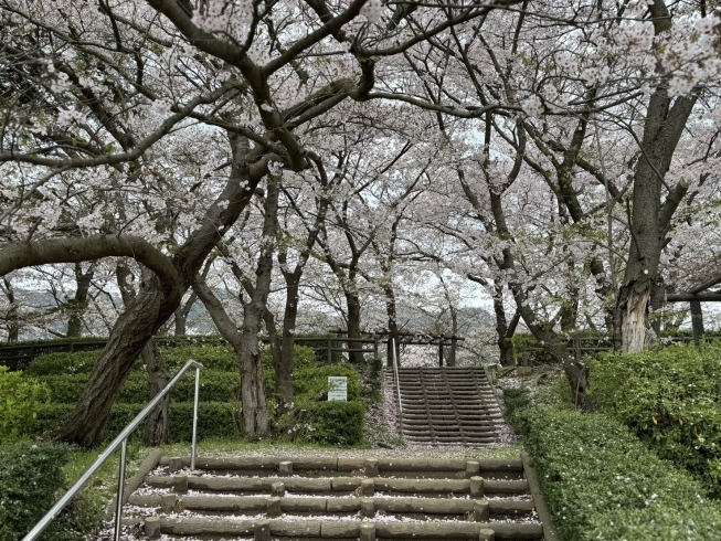 一周ぐるっと桜に囲まれています。「お花見レポート＠レネゲード vol.6」