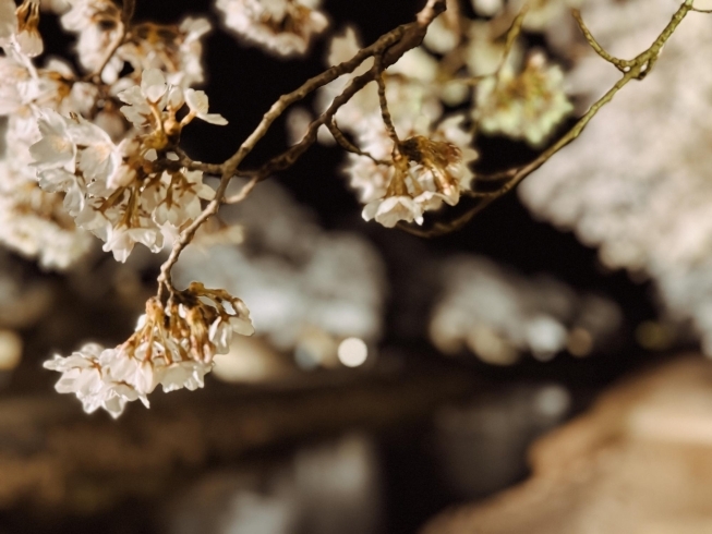 鮎河の桜「甲賀市　お花見」