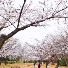 香澄公園|習志野市