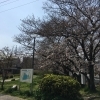■桜特集■ 豊明市 大蔵池公園