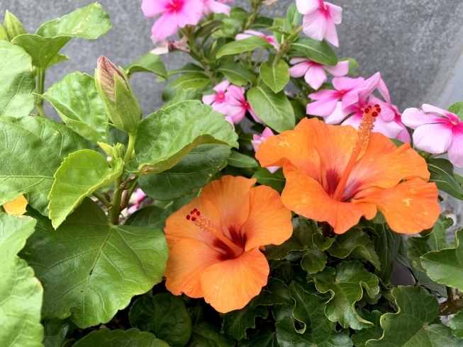 先日開花したオレンジ色のハイビスカス「〜9月営業日変更のお知らせ他〜」