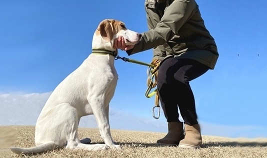 松山市の「犬のしつけ教室」おすすめ6選！預けて安心な学べる教室♪