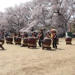 小室フレンズ無線山さくら祭り出店