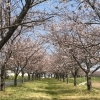 「新利根川桜づつみ」で川を渡る風を感じながらお花見しよう