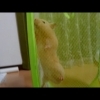 脱出!おもしろ可愛いハムスター☆cute funny hamster #40
