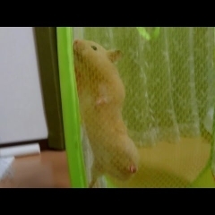 脱出！おもしろ可愛いハムスター☆cute funny hamster　＃40