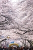桜のトンネル