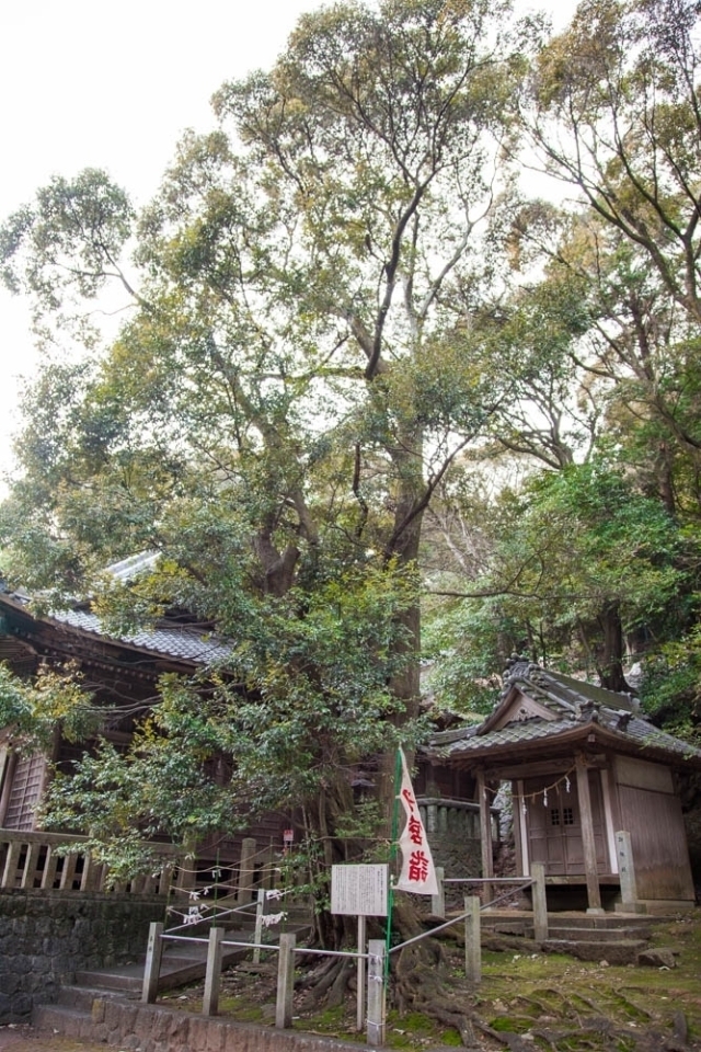 久麻久神社の御神木「連理の枝のシイの木」