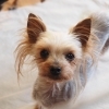 保護犬や保護猫について知ってほしい!