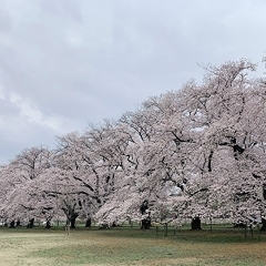 【編集部レポート】無線山の桜が今年も咲きました☆