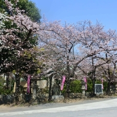 稲毛神社｜川崎区