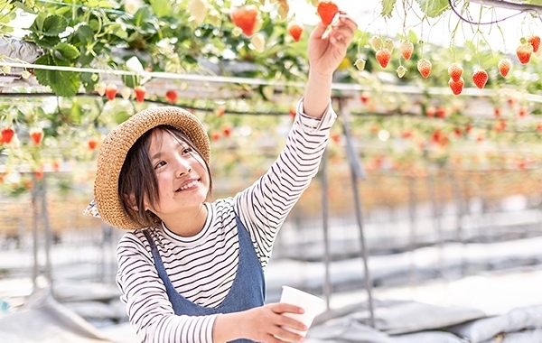 【井上苺園 いちご狩り 愛媛/今治市】 大三島の光と波音が育む絶品苺を味わおう