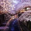 春はお花見に行こう! ~お店・スポット編~