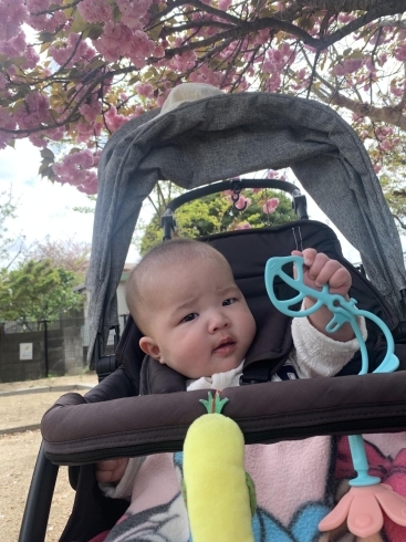 八重の桜が満開🌸「一時保育、0・1・2歳児の保育園、少人数制、岡山市東区、チケット制あり、」