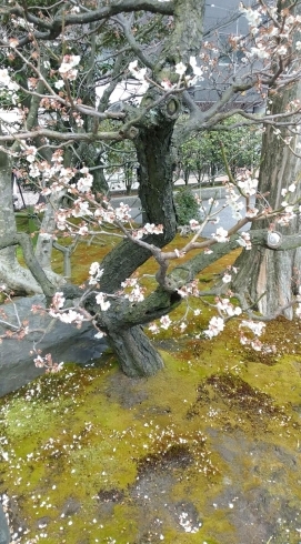 「桜見の侯☆食の探訪☆松江☆」