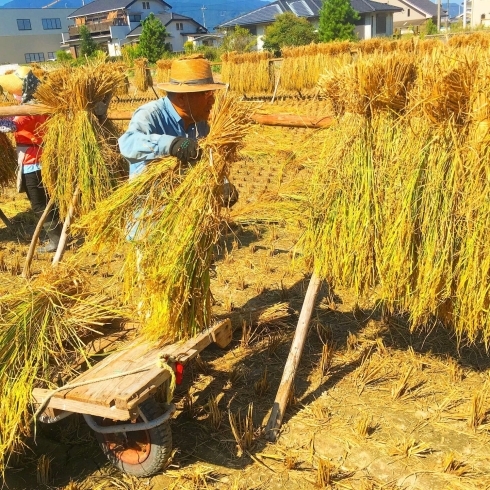 「日本が元気になれるよう愛媛の農家から小さな幸せを！（戸田果樹園:西条市）」