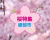 綾部市桜・お花見スポット 開花状況
