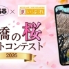 【募集】船橋の桜フォトコンテスト2026 ボーソー油脂×まいぷれコラボ企画!