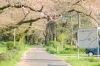 桜のトンネル