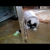 ドアの下からじゃれつくネコ!おもしろ可愛いねこcute funny kitten cat #47
