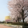 【越前町小曽原】越前陶芸村 ~彫刻広場のアート作品をみながら桜の遊歩道を歩こう~