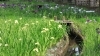 相模原北公園の花菖蒲も見ごろでしたよ♪