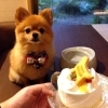 由緒正しき圓満寺の看板犬