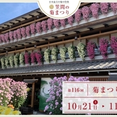 【笠間】第116回笠間の菊まつり　～日本最古の菊の祭典～【イベント】