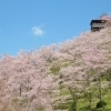 蘭丸ふる里の森|可児市の桜スポット