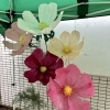 第一回ひだまりMARKETの出店一覧