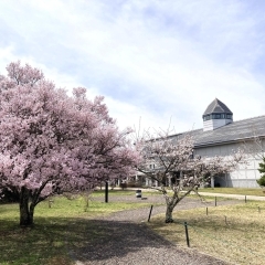 【お花見スポット】茅野市　八ヶ岳総合博物館