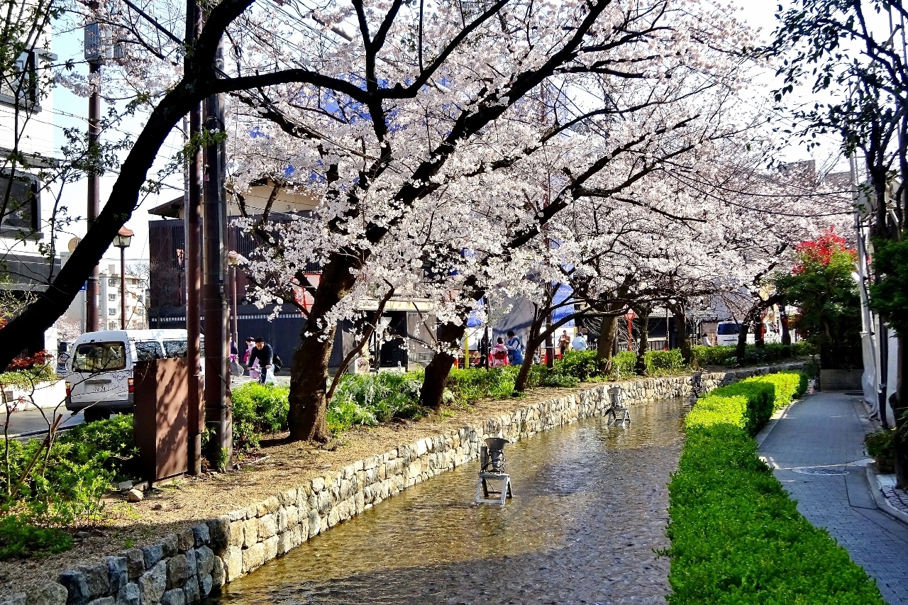 高瀬川の桜