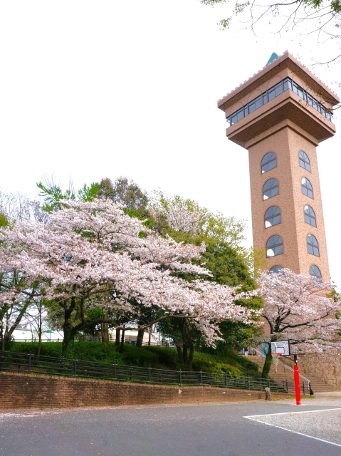相模原麻溝公園の展望塔と桜