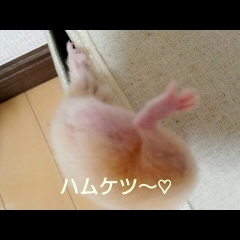 ハムケツがイイ！おもしろ可愛いハムスター☆cute funny hamster　＃37
