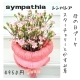 母の日ブーケ　～sympathia　シンパシア～