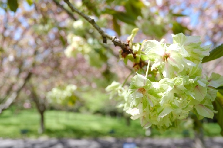 御衣黄も咲いてます「八重桜終盤戦！ちょっと羅生門さくら公園に立ち寄りました」
