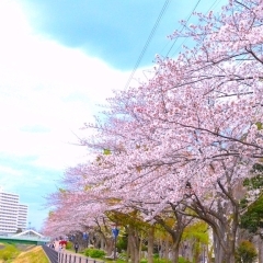 【横浜市港北区のお花見スポット】新横浜駅前公園