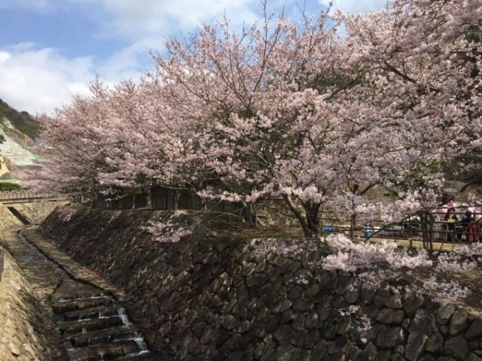 府中町の桜スポットはこちら