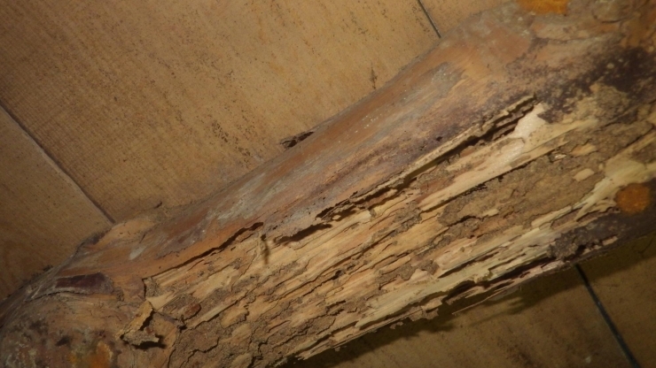 シロアリ被害に遭った木材「シロアリ駆除・防除について」