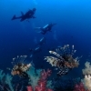 〈スクール〉【福島】おとなのための海時間 「Diving Club シーベル」