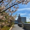 【最新版】千葉県富津市の桜の開花状況2026年
