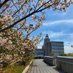 【最新版】千葉県富津市の桜の開花状況2024年