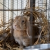 【旭川エリア】乗馬や小動物との触れ合いならココ!