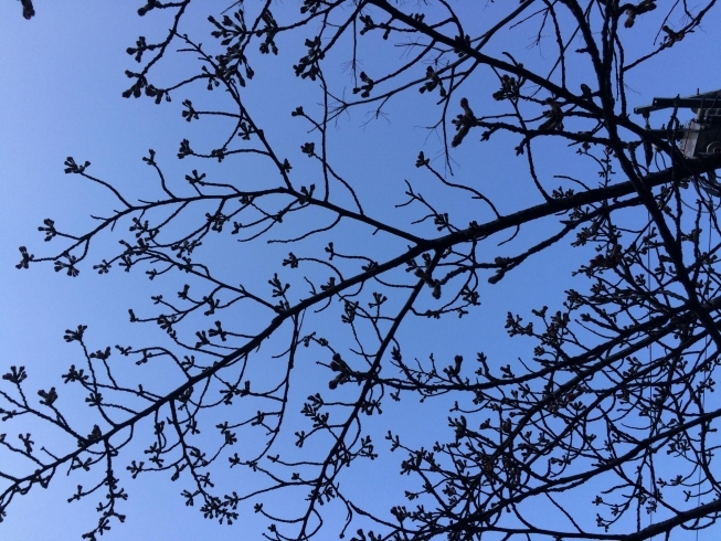 向日神社　開花を待つ桜のつぼみ「おしゃれさんの春は早い!?」