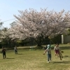 【2026年】お花見ができる公園まとめ|和歌山市・海南市