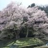 吉良のエドヒガン桜